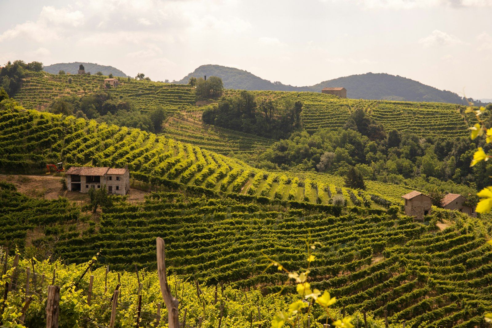 Case coloniche fra i vigneti terrazzati sulle colline di Asolo, in provincia di Treviso